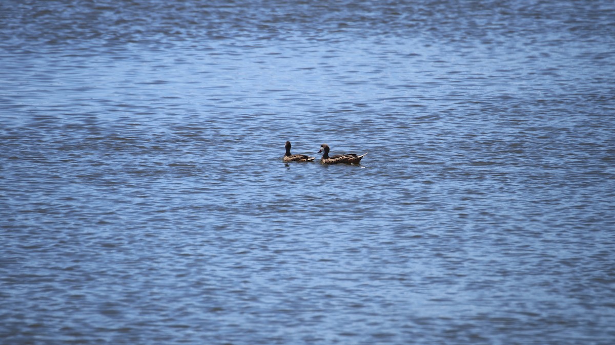 White-cheeked Pintail - ML644090077