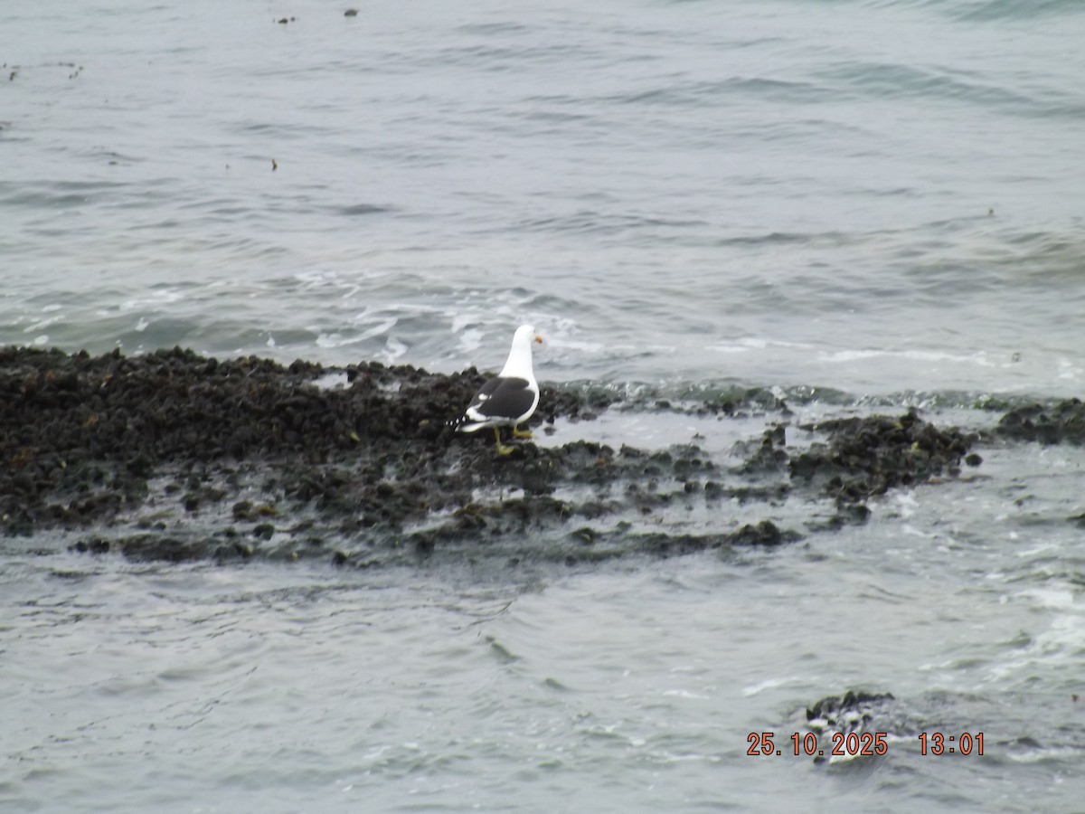 Kelp Gull - ML644090079