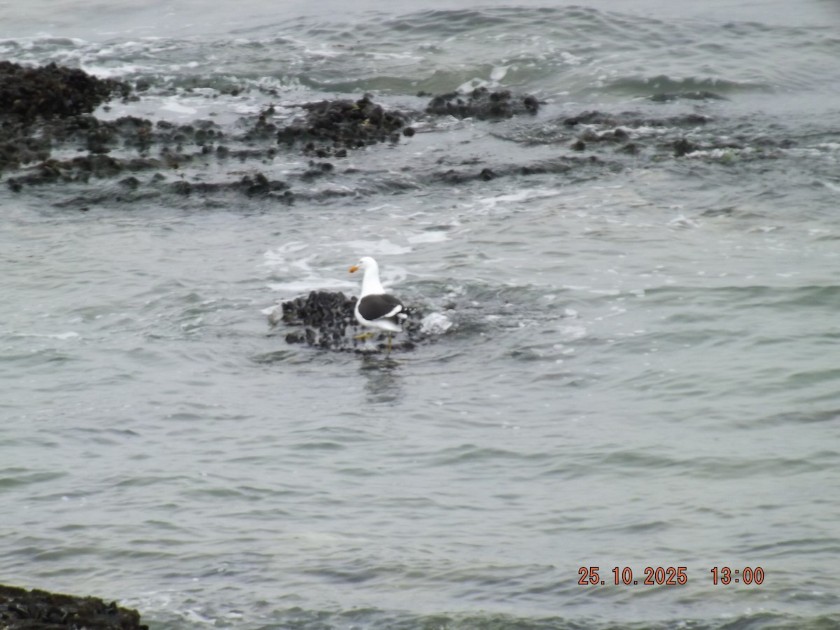 Kelp Gull - ML644090080