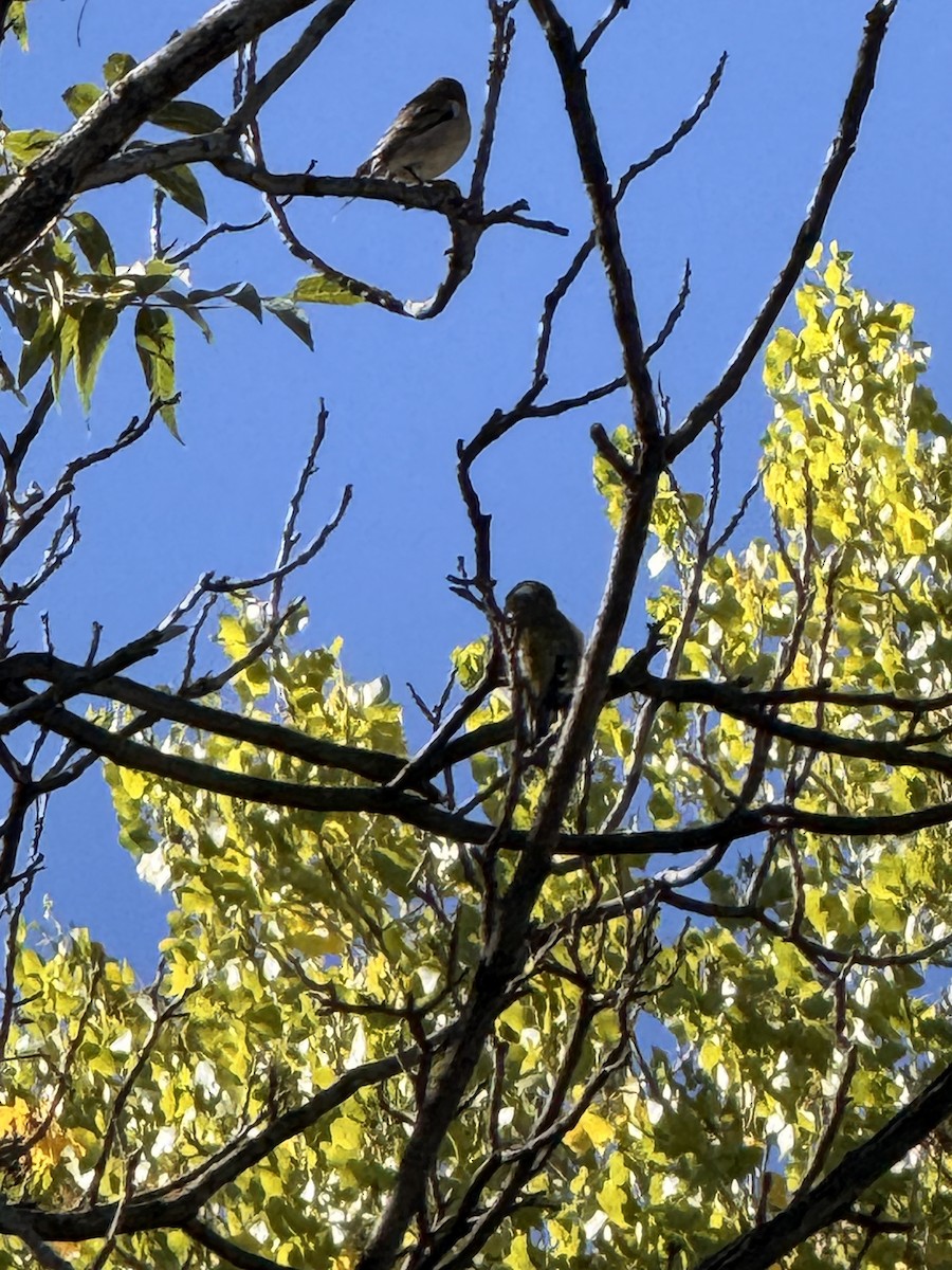 Lawrence's Goldfinch - ML644090106