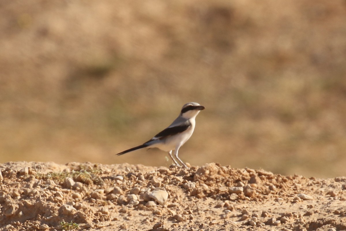 varsler - ML644090135