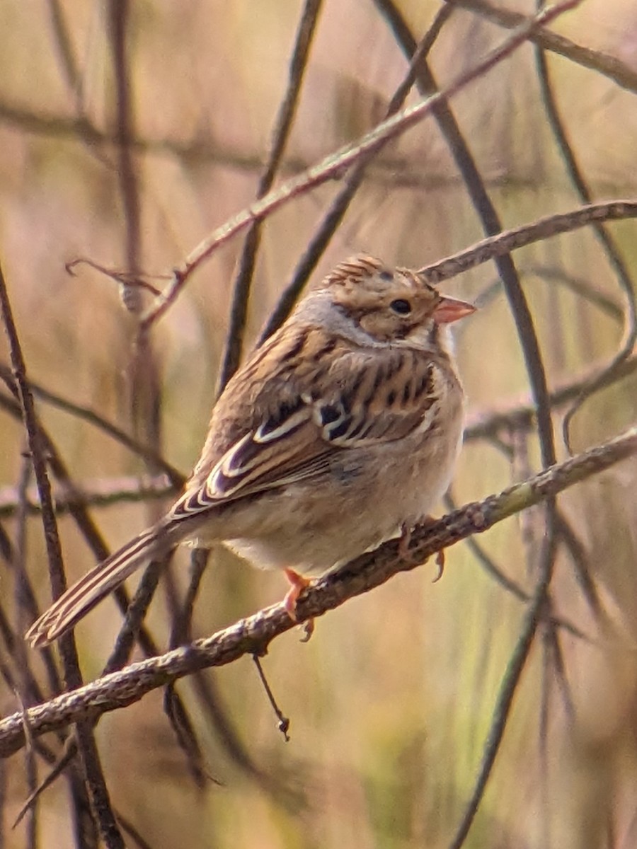Clay-colored Sparrow - ML644090144