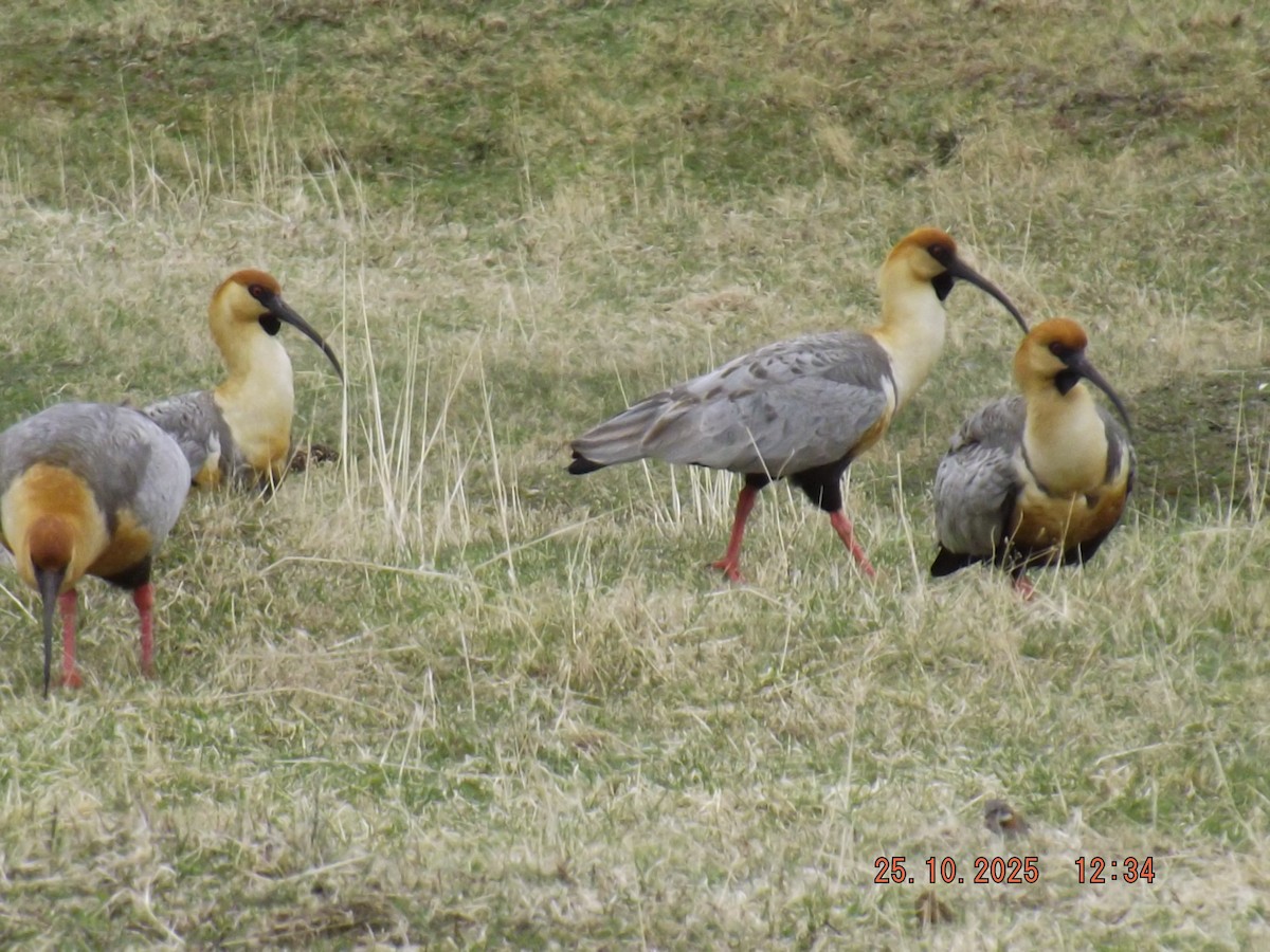 ibis laločnatý - ML644090145