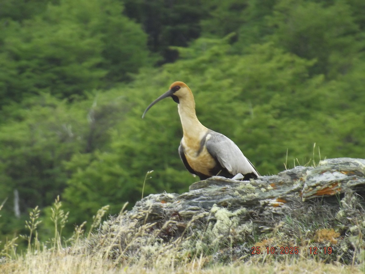 ibis laločnatý - ML644090147