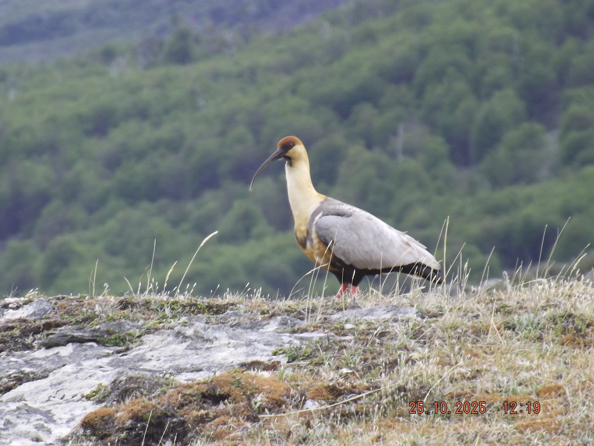 ibis laločnatý - ML644090148