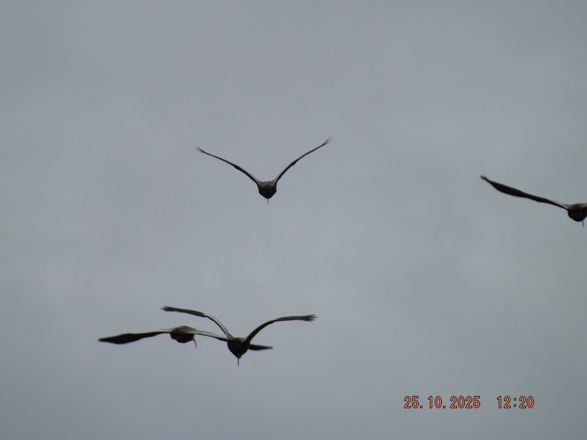 ibis laločnatý - ML644090149