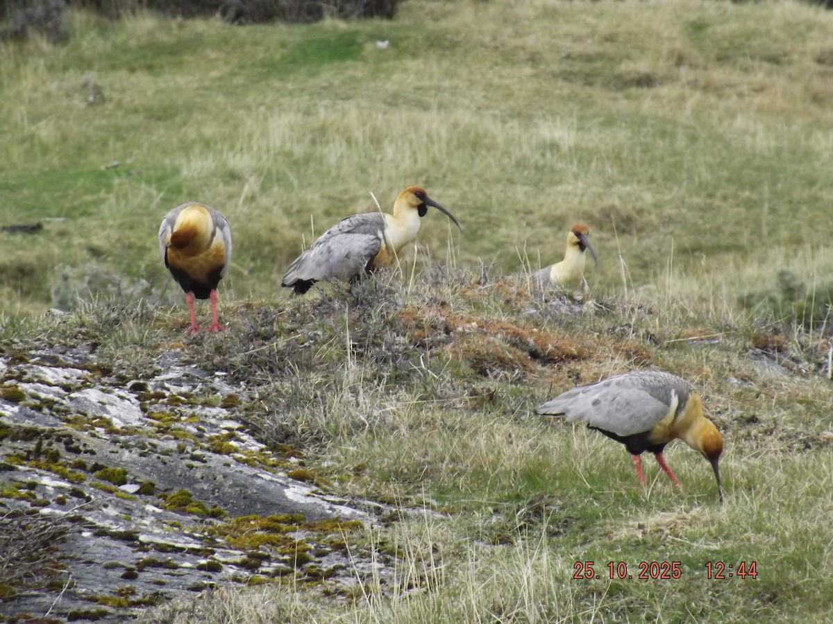 ibis laločnatý - ML644090154