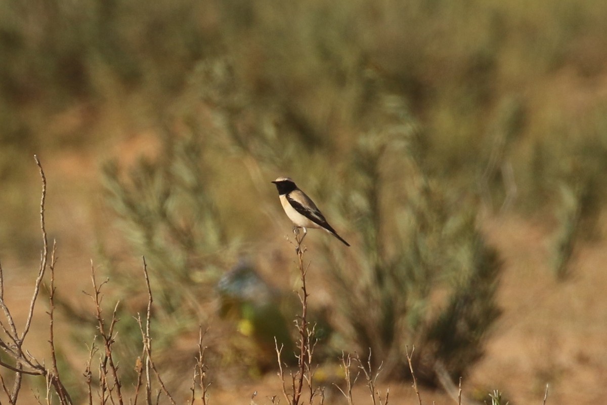 ørkensteinskvett - ML644090162