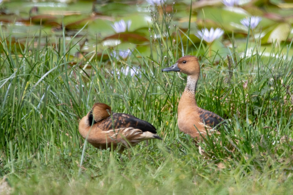 Fulvous Whistling-Duck - ML644090173