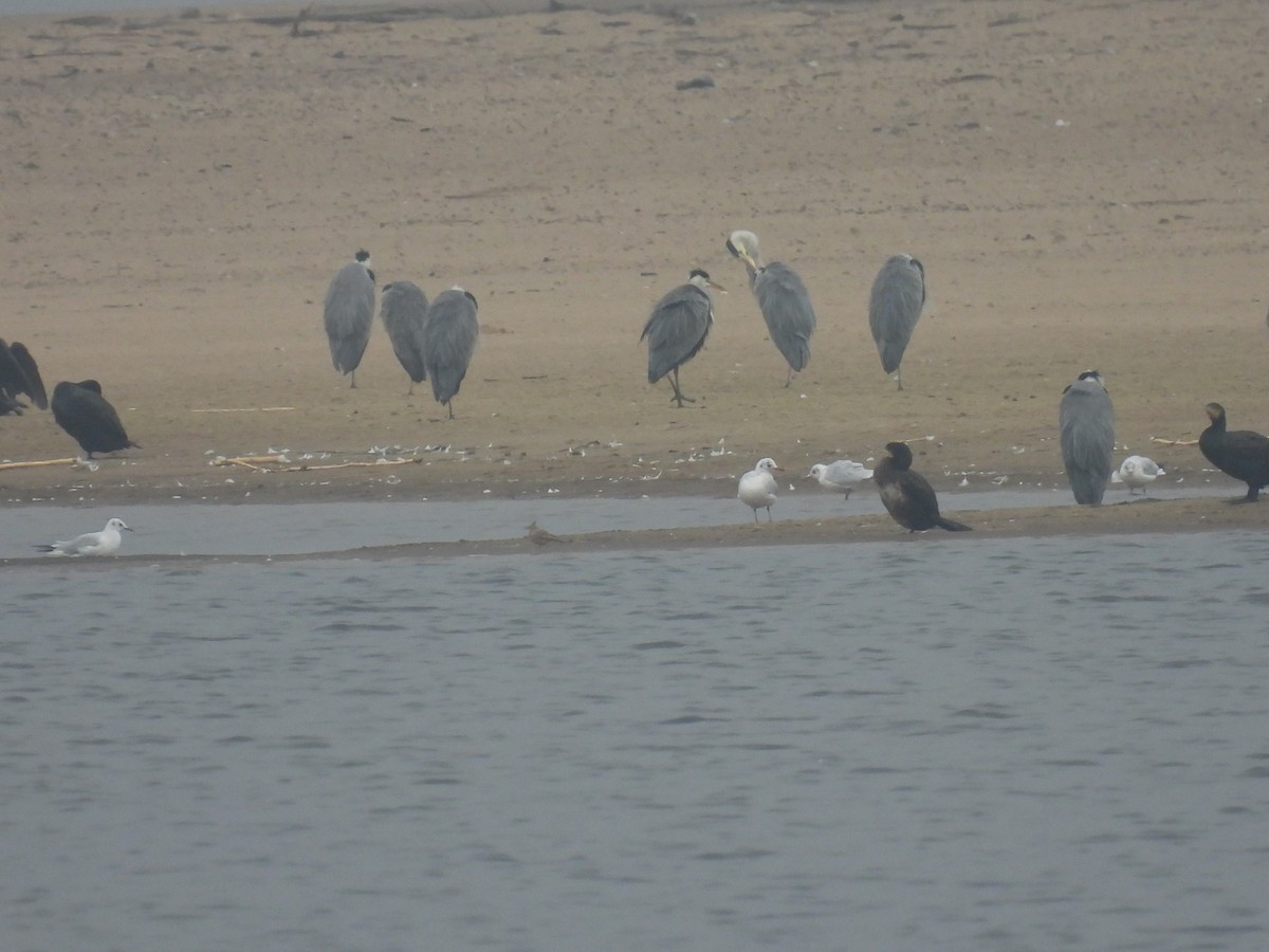 Tepeli Toygar [cristata grubu] - ML644090182