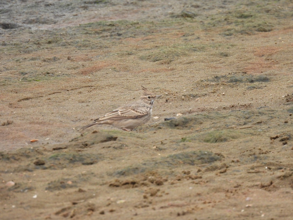 Tepeli Toygar [cristata grubu] - ML644090184