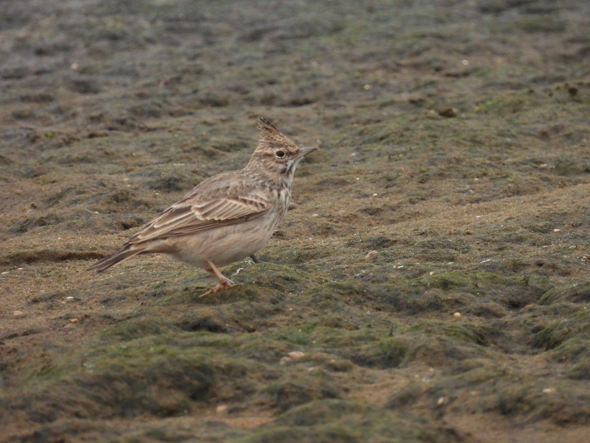Tepeli Toygar [cristata grubu] - ML644090185