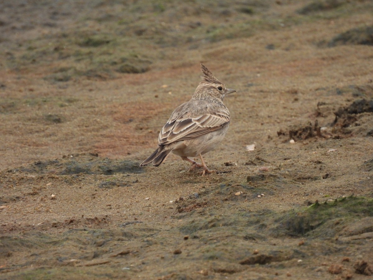 Tepeli Toygar [cristata grubu] - ML644090186