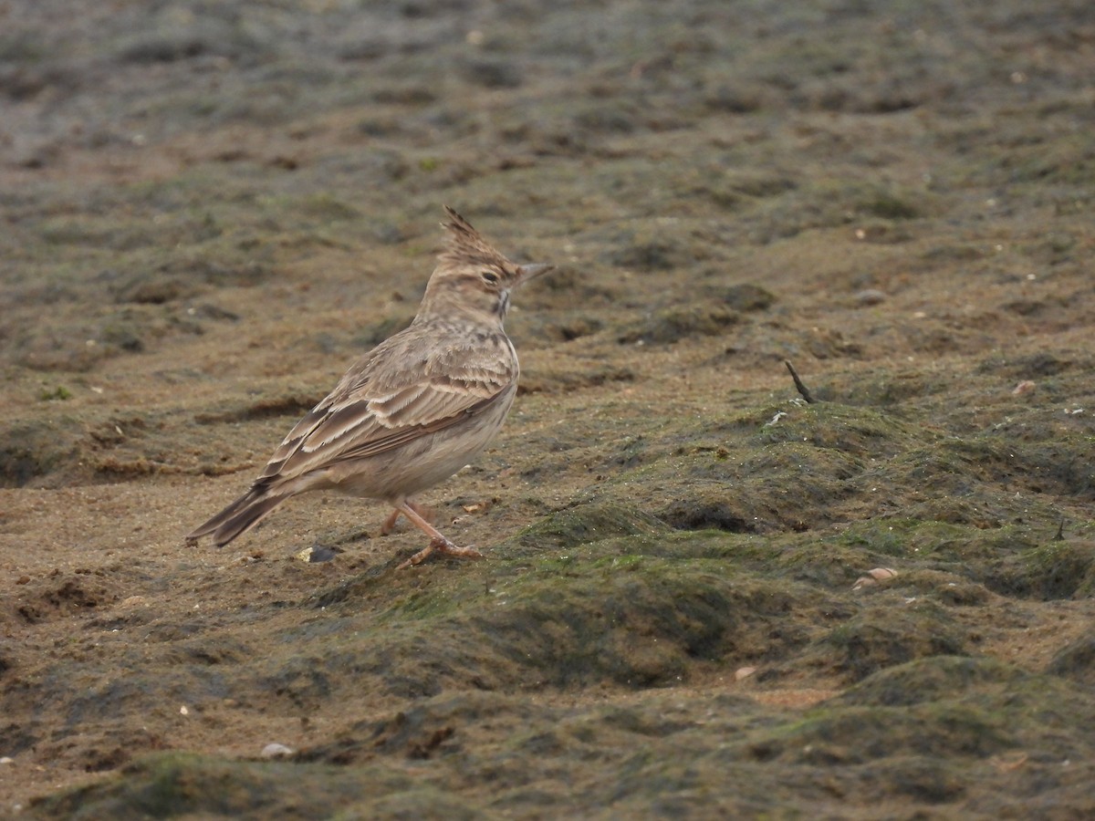 Tepeli Toygar [cristata grubu] - ML644090187