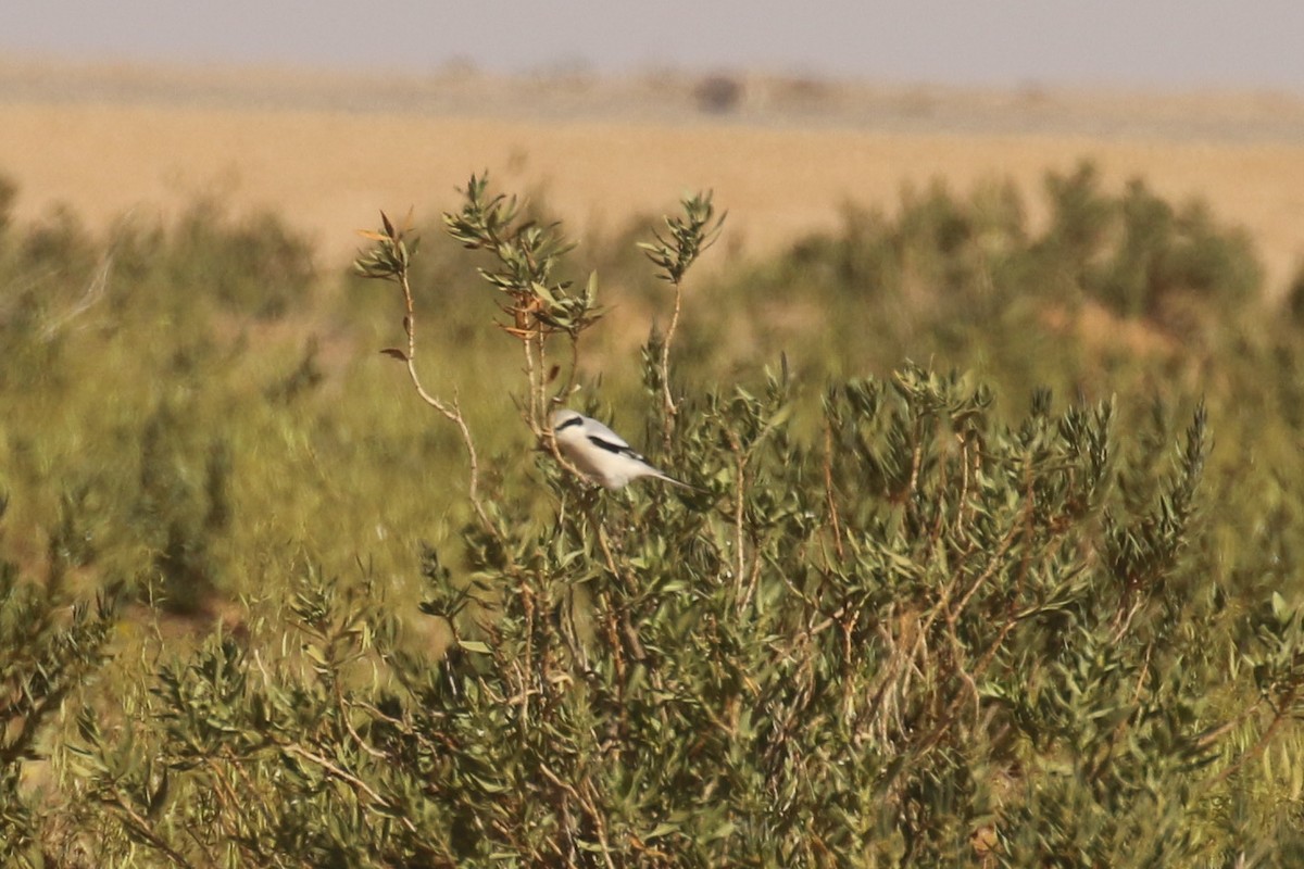 varsler - ML644090188