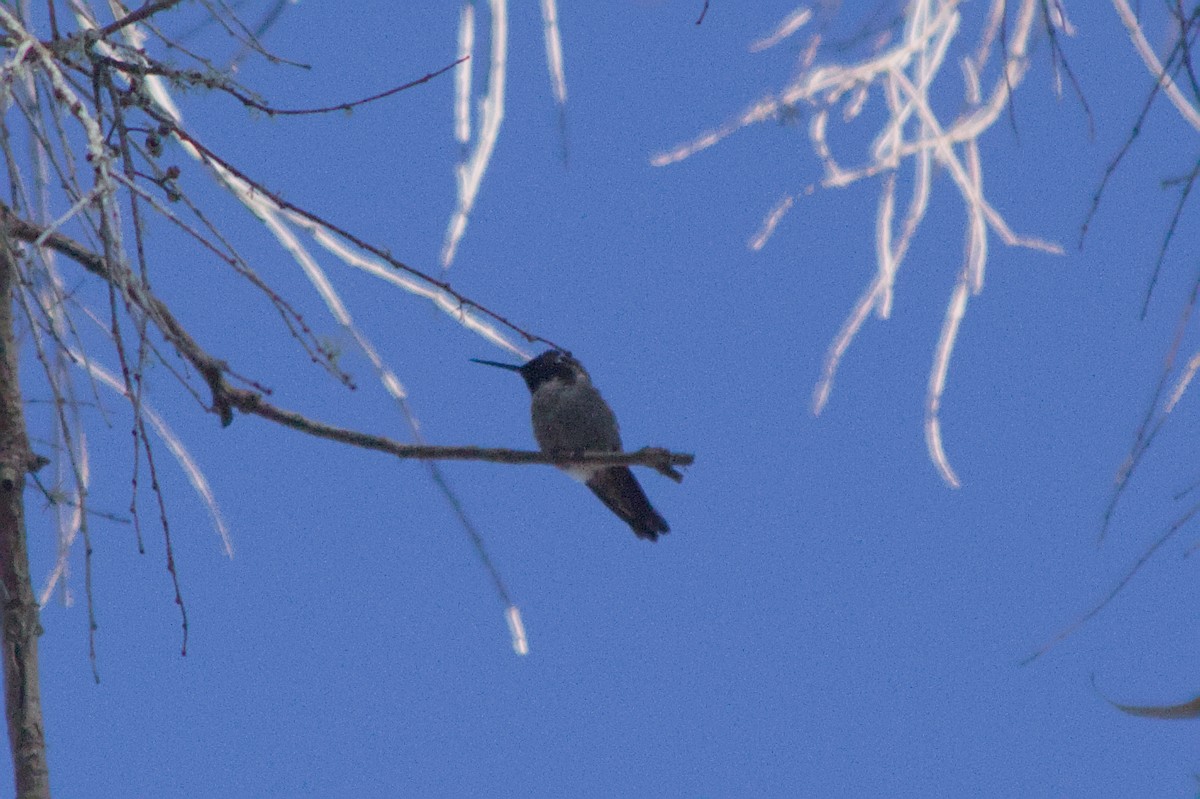 Anna's Hummingbird - ML644090203