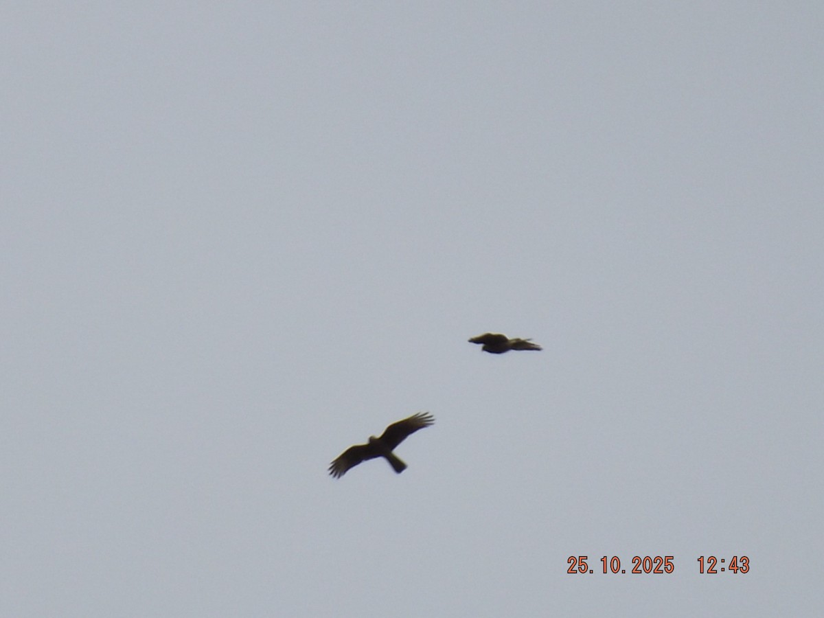 Chimango Caracara - ML644090206