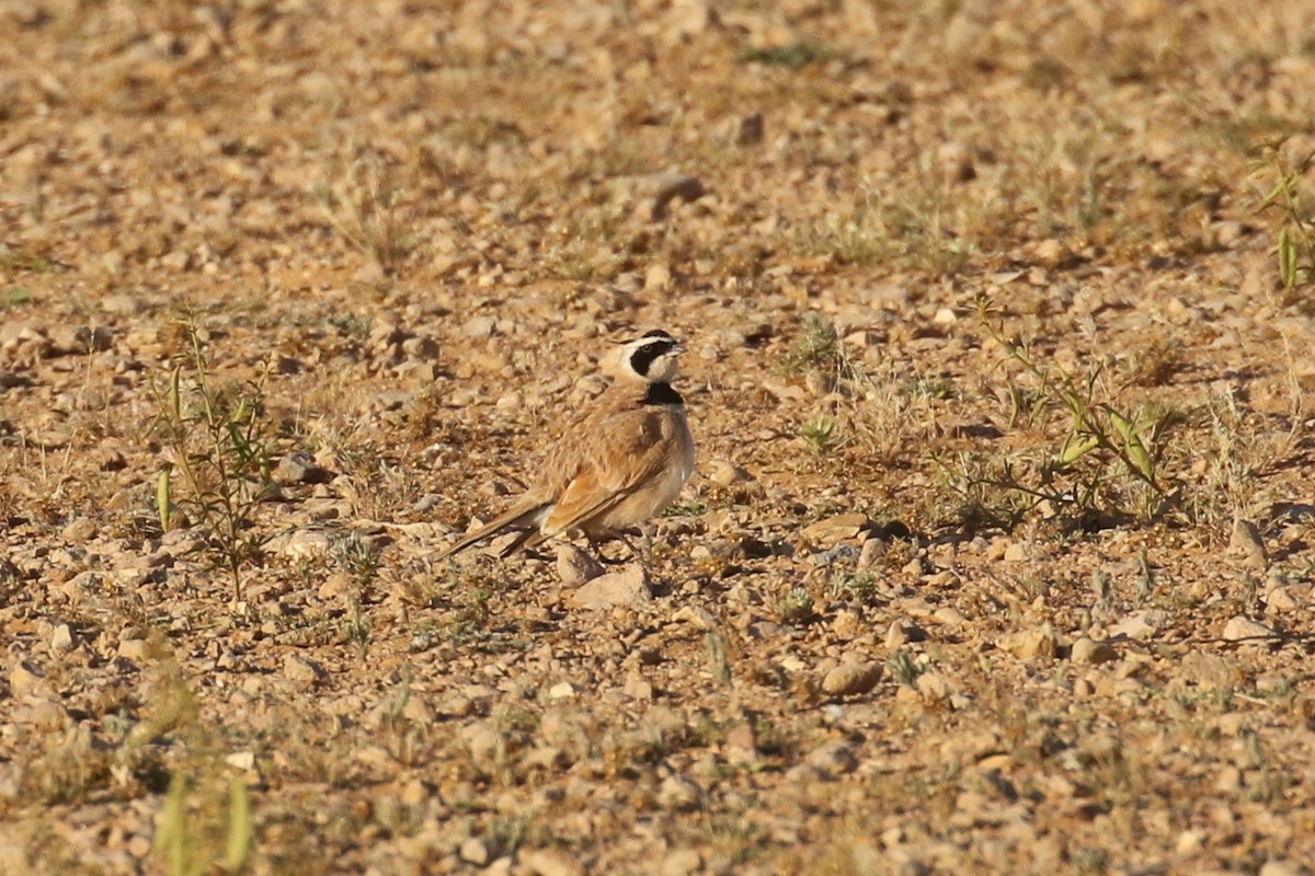 Temminck's Lark - ML644090239