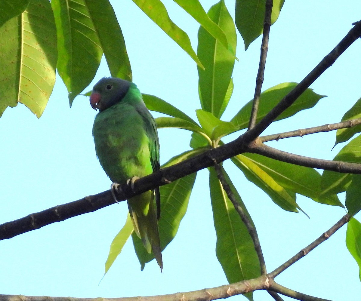 Layard's Parakeet - ML644090249