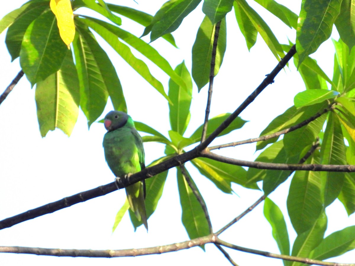 Layard's Parakeet - ML644090250