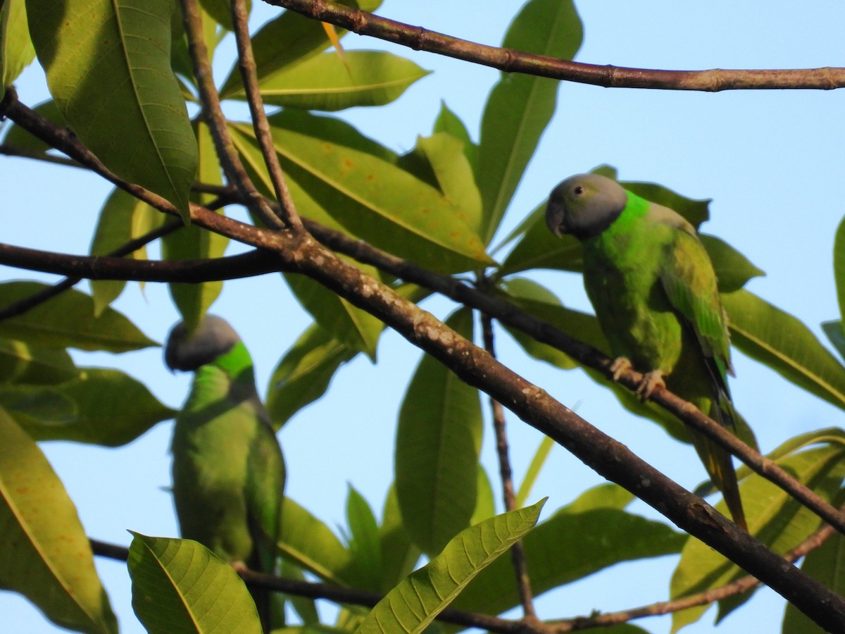 Layard's Parakeet - ML644090251