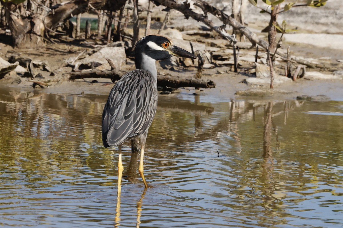 Yellow-crowned Night Heron - ML644090254