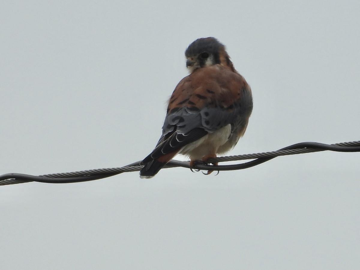 American Kestrel - ML644090271