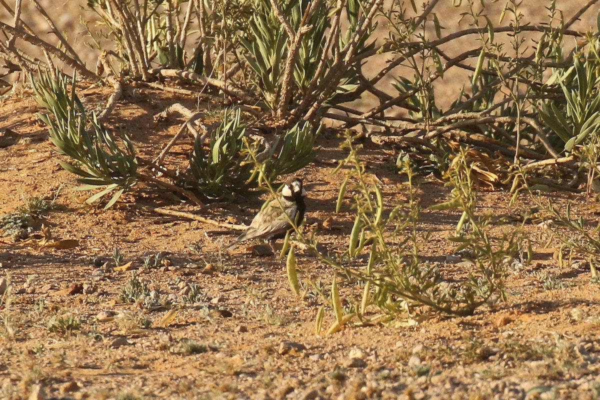 Black-crowned Sparrow-Lark - ML644090273
