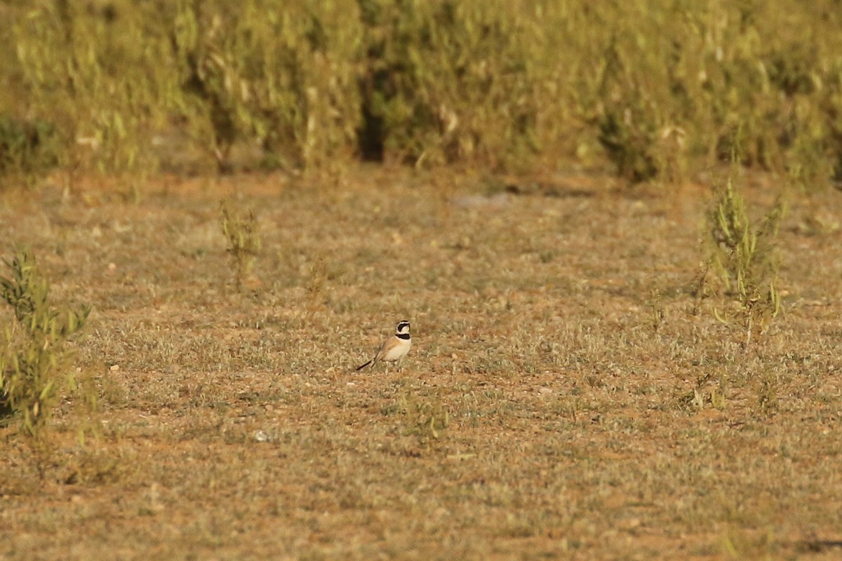 Temminck's Lark - ML644090302