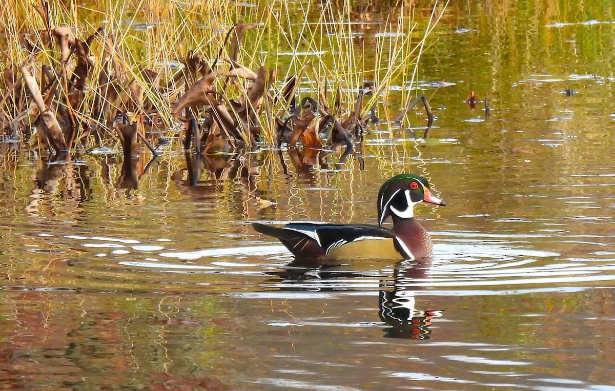 Wood Duck - ML644090310