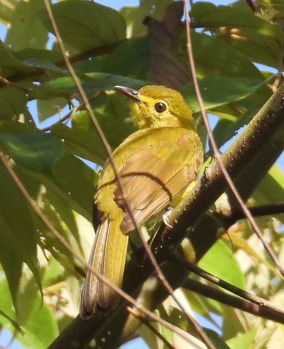 Yellow-browed Bulbul - ML644090332