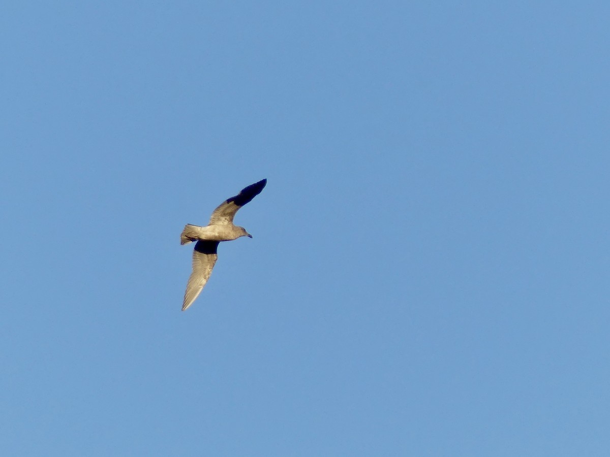 Western Gull - ML644090345