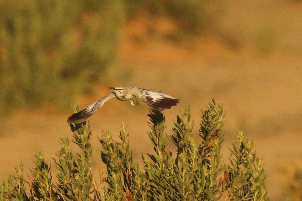 langnebblerke - ML644090346