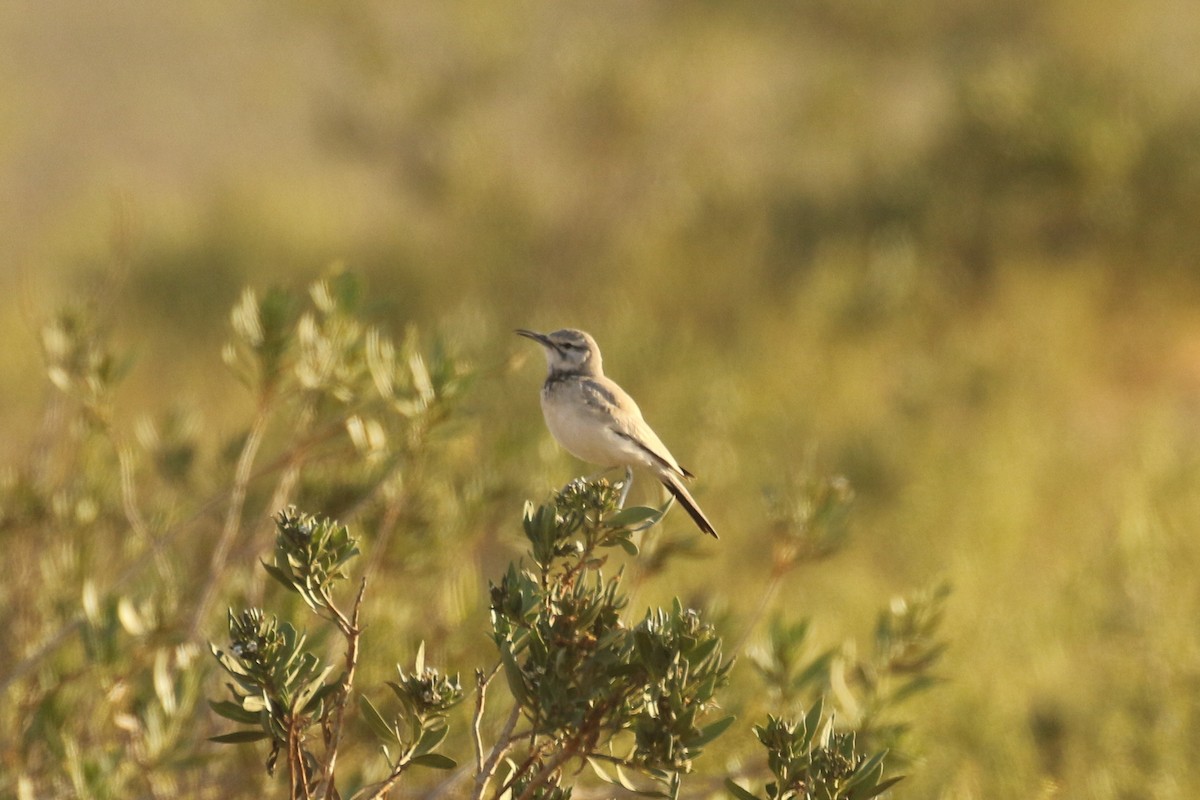 langnebblerke - ML644090347