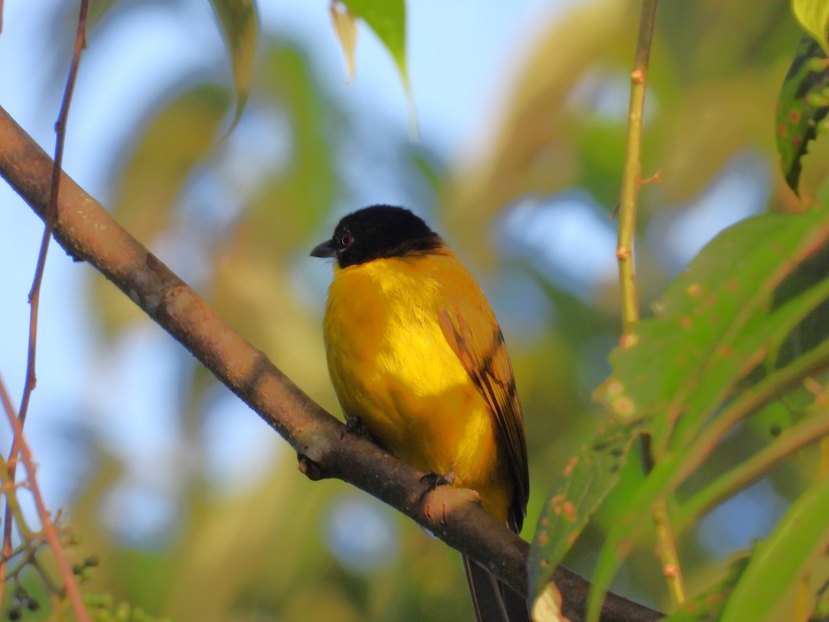 Black-capped Bulbul - ML644090351