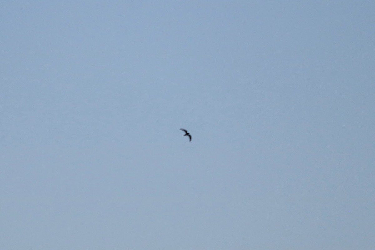 Lesser Nighthawk - ML644090373