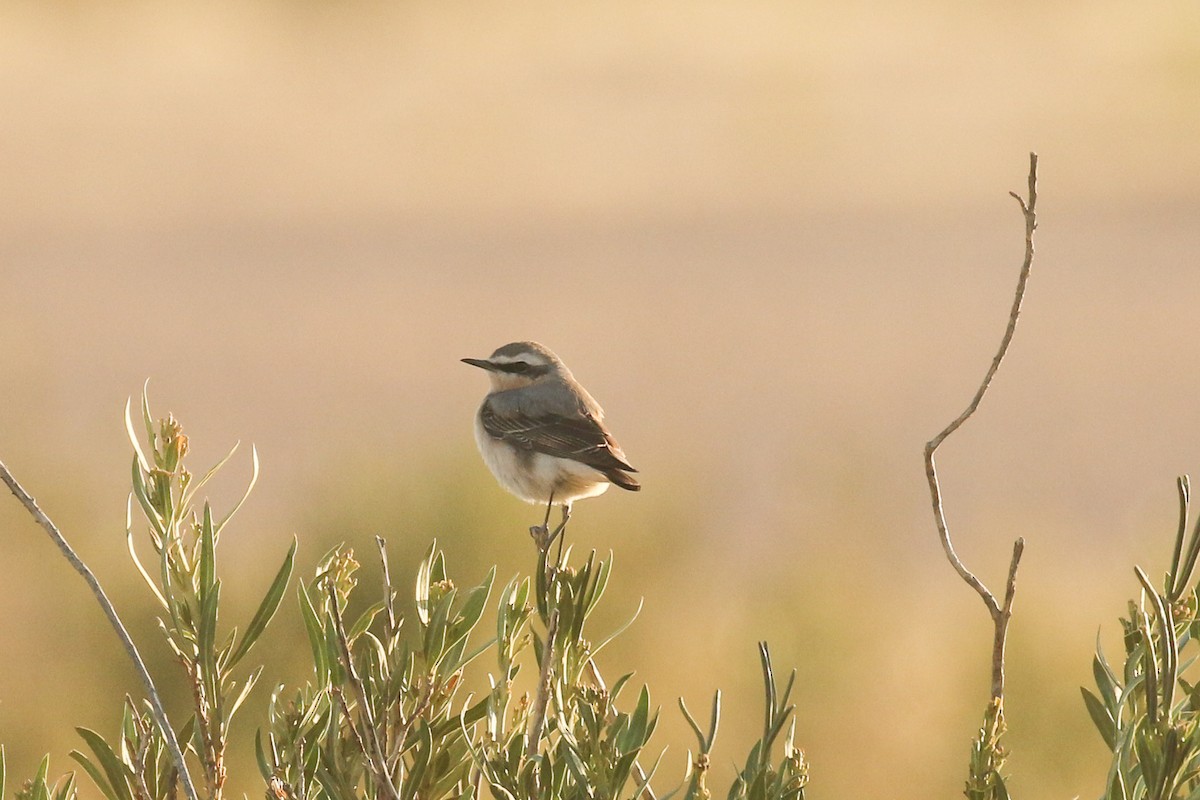 steinskvett - ML644090374