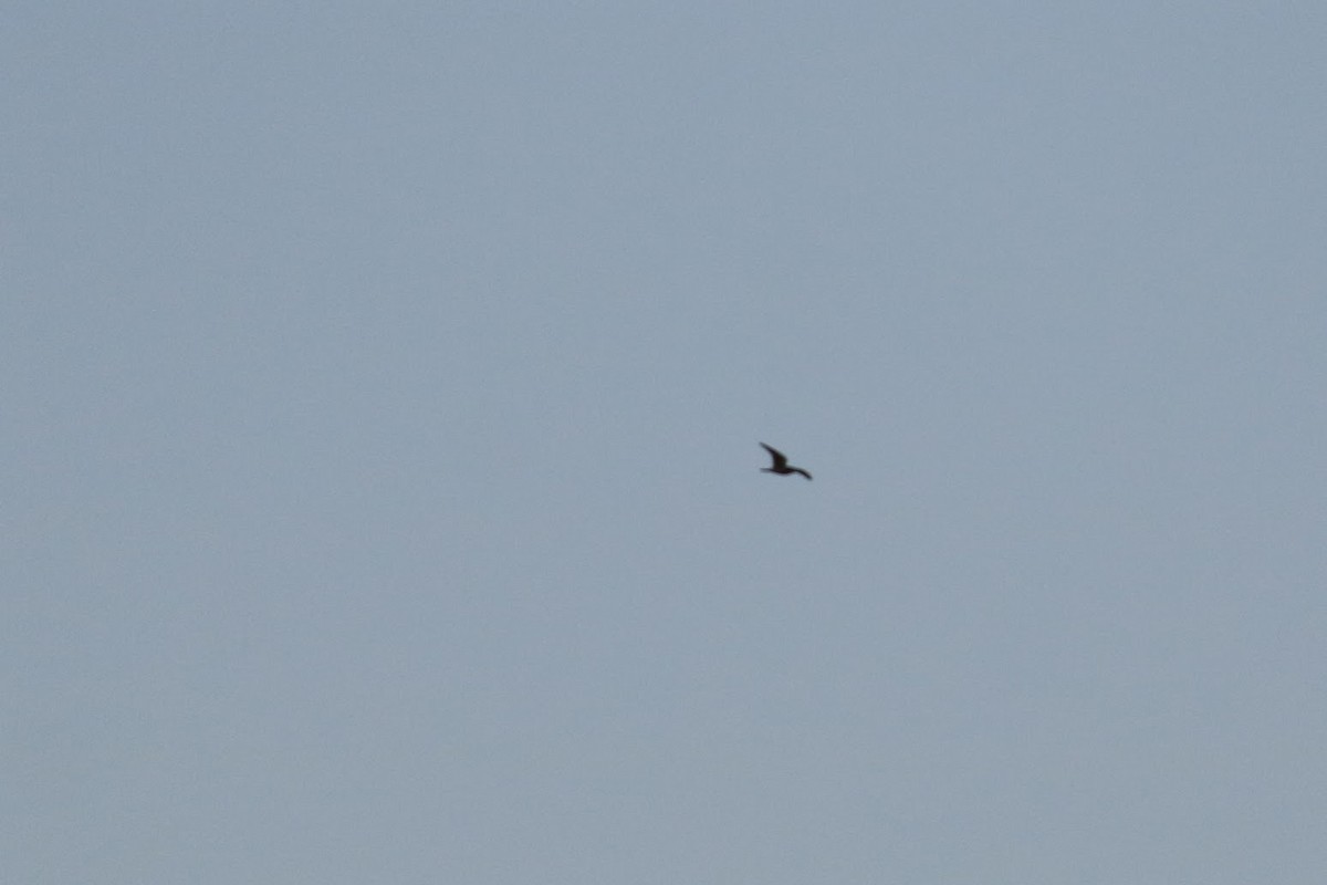 Lesser Nighthawk - ML644090383