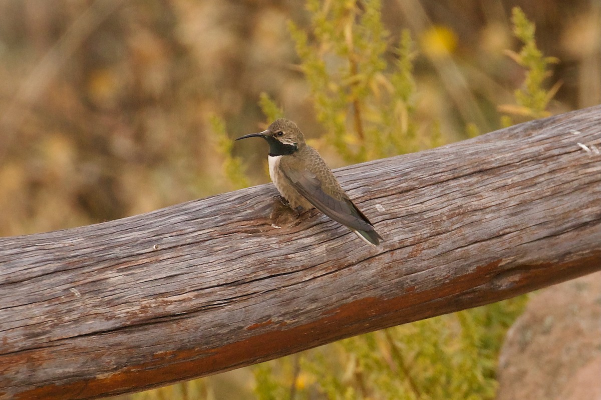 Andean Hillstar - ML644090390
