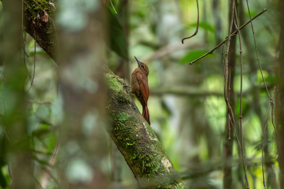 Plain-brown Woodcreeper - ML644090391