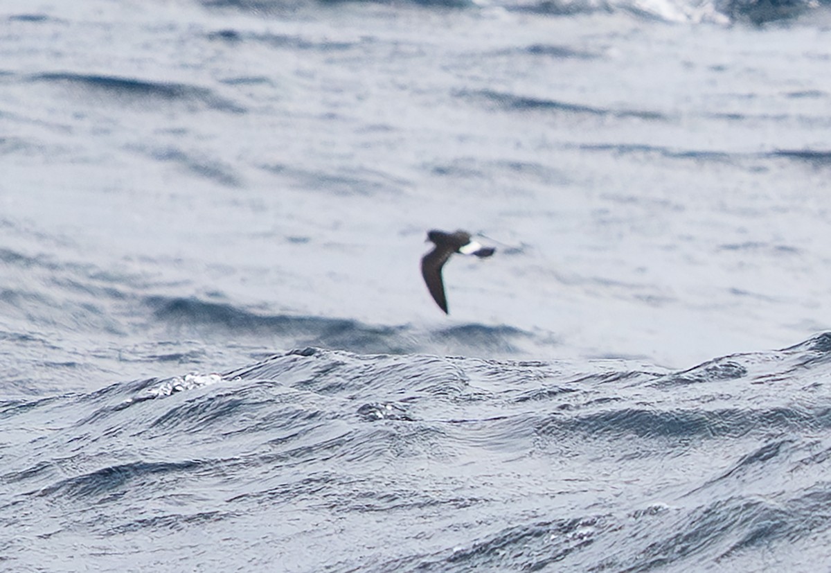 Océanite tempête - ML644090393