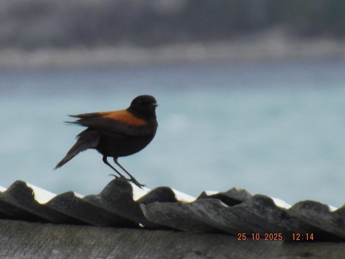 Austral Negrito - ML644090394