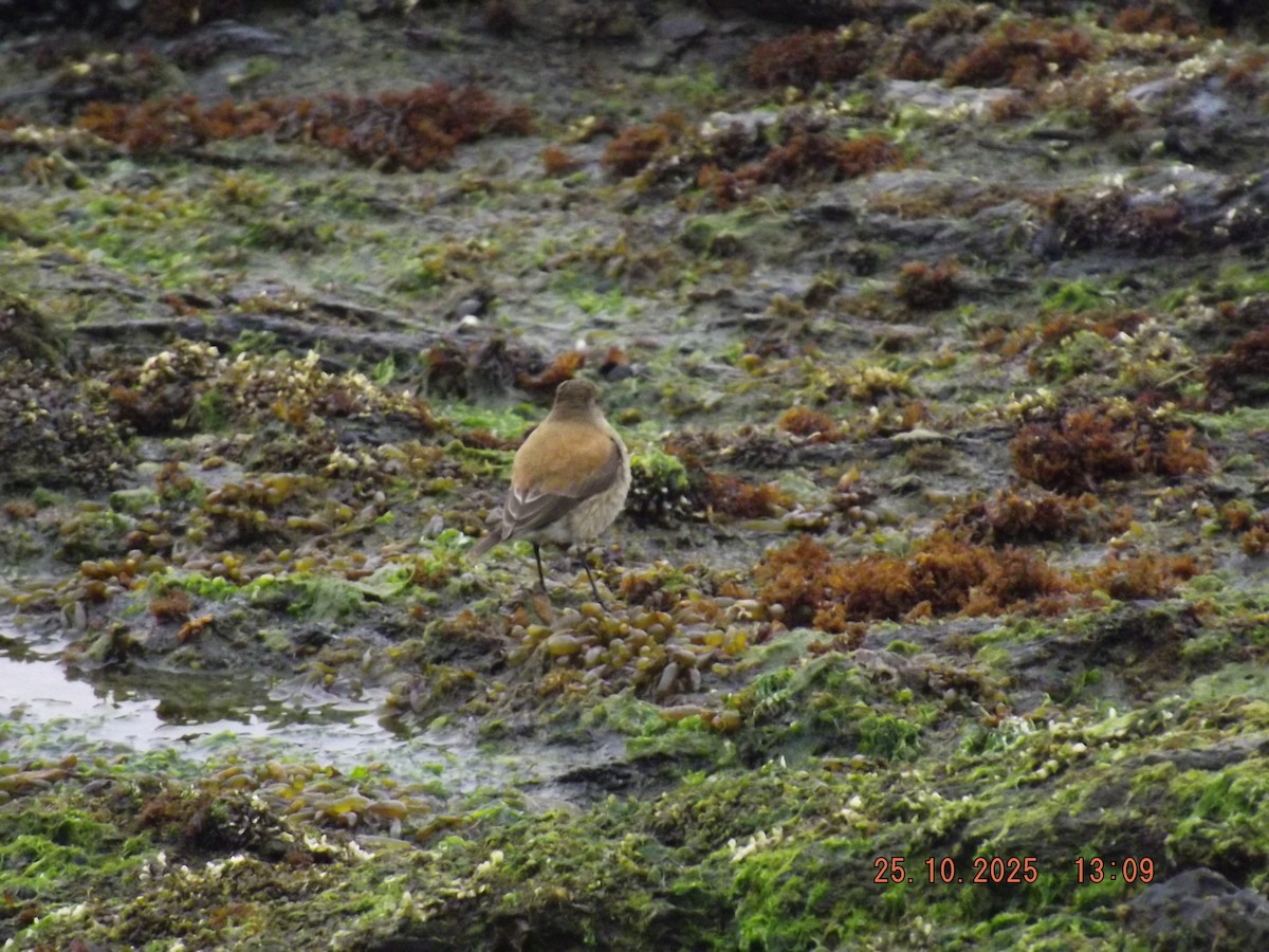 Austral Negrito - ML644090395