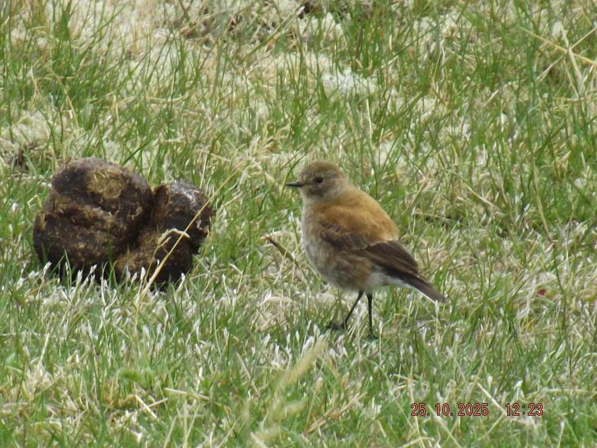 Austral Negrito - ML644090396