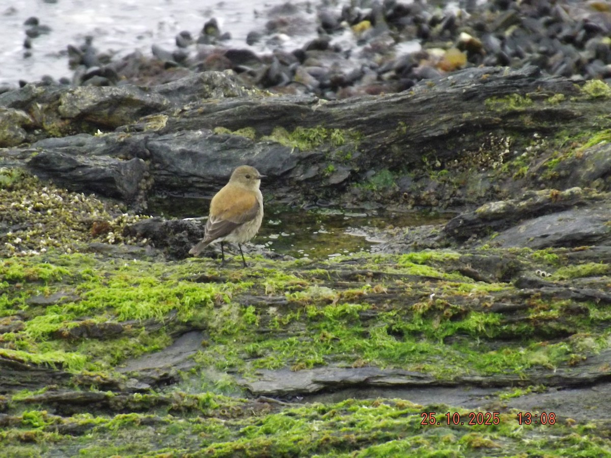 Austral Negrito - ML644090397