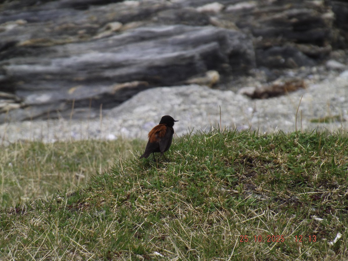 Austral Negrito - ML644090398