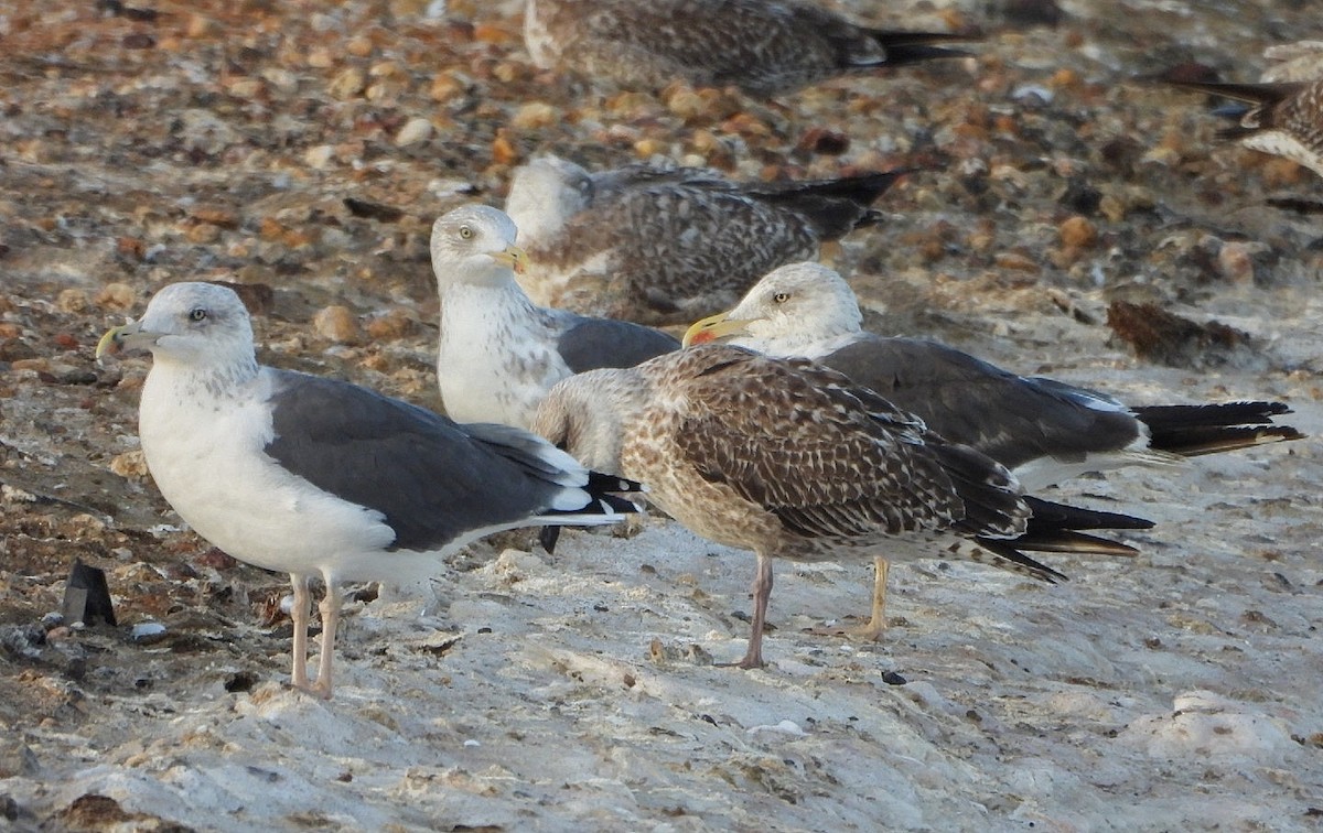 Lesser Black-backed Gull - ML644090400