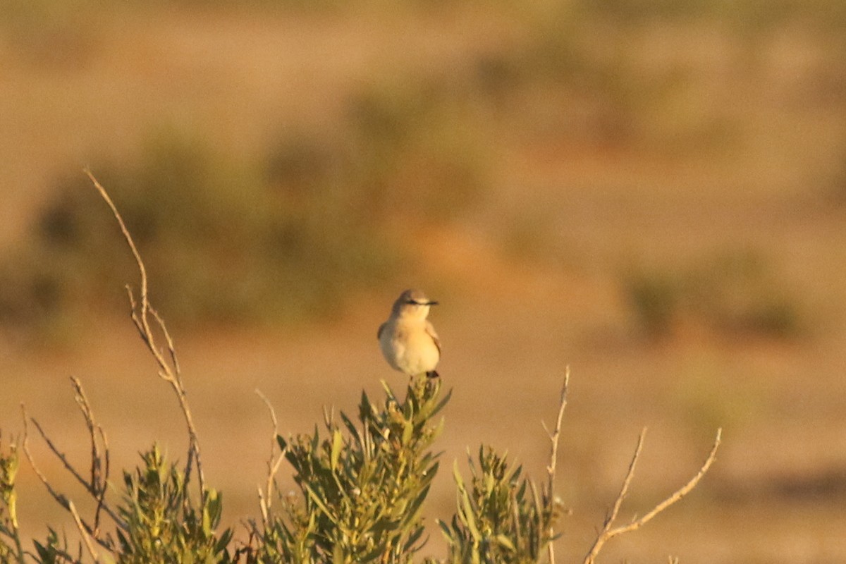 isabellasteinskvett - ML644090402