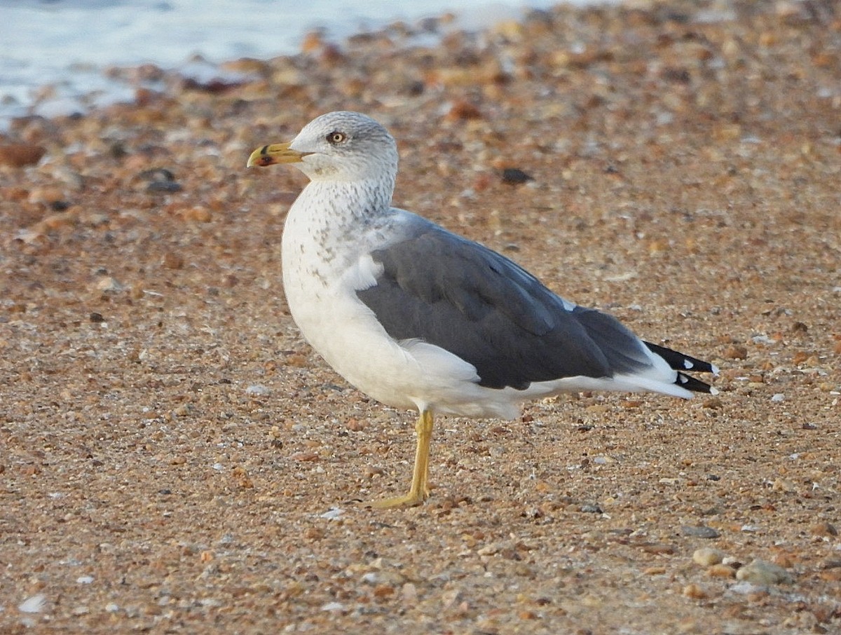 Lesser Black-backed Gull - ML644090415
