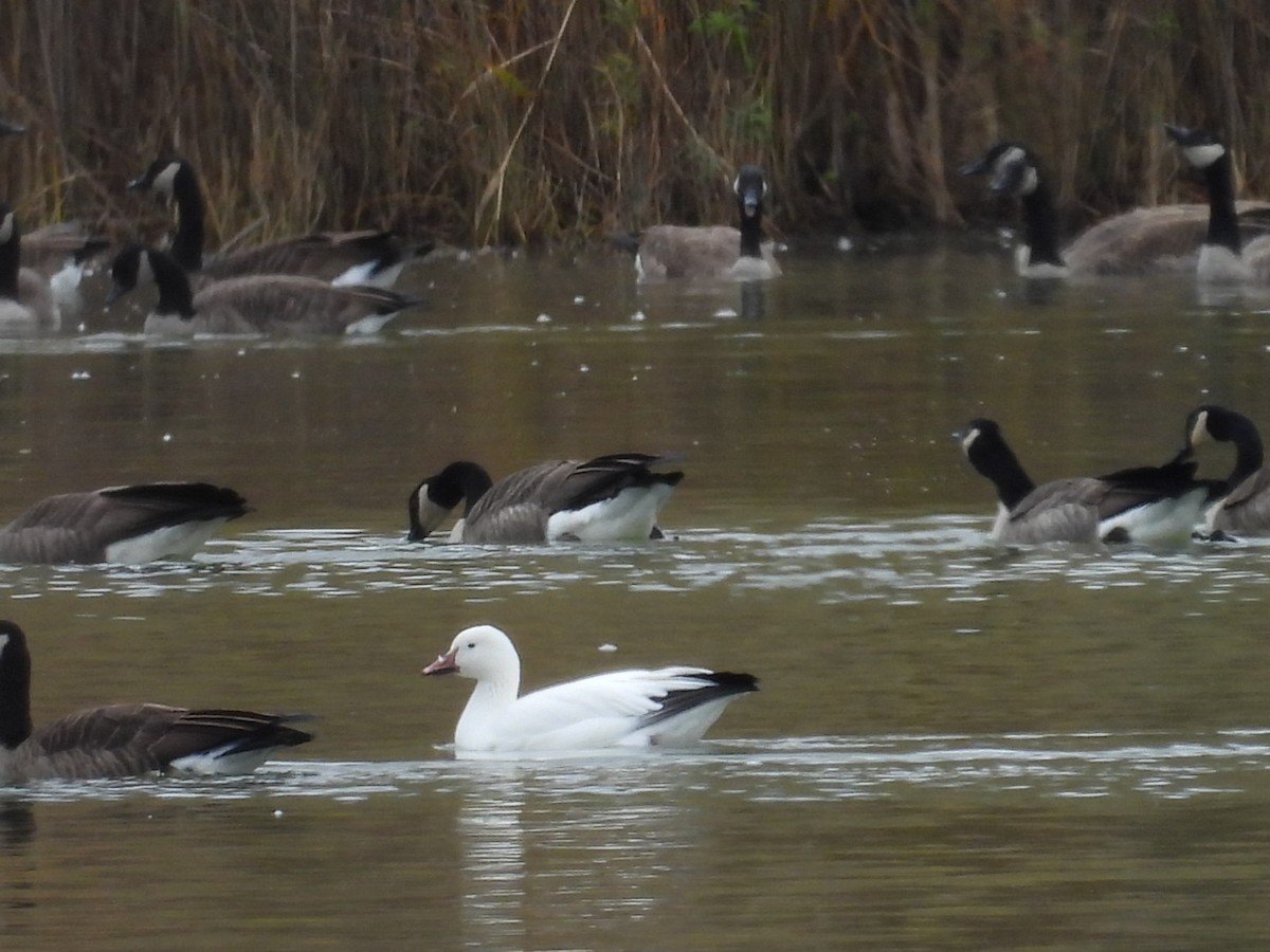 Snow Goose - ML644090416